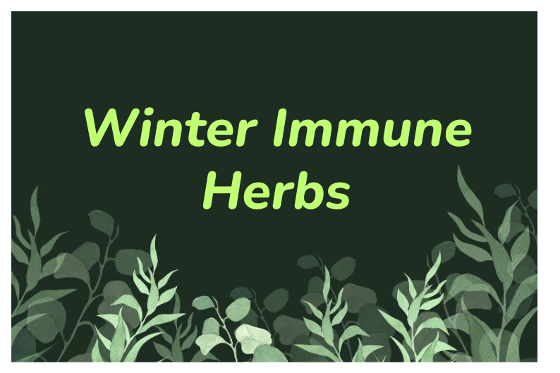 Winter Herbs for Immune Support: Natural Health Tips for Cold Season